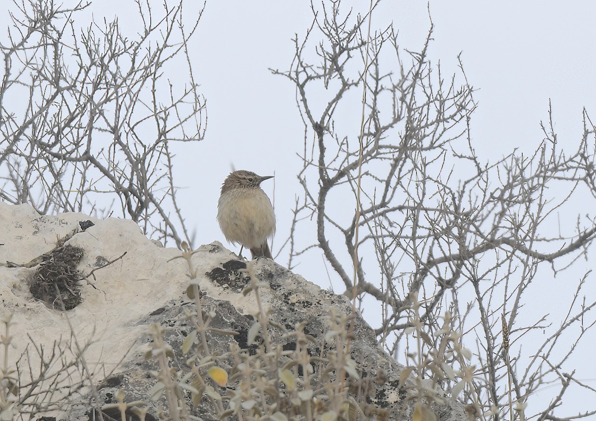 Streak-throated Canastero - ML645362768