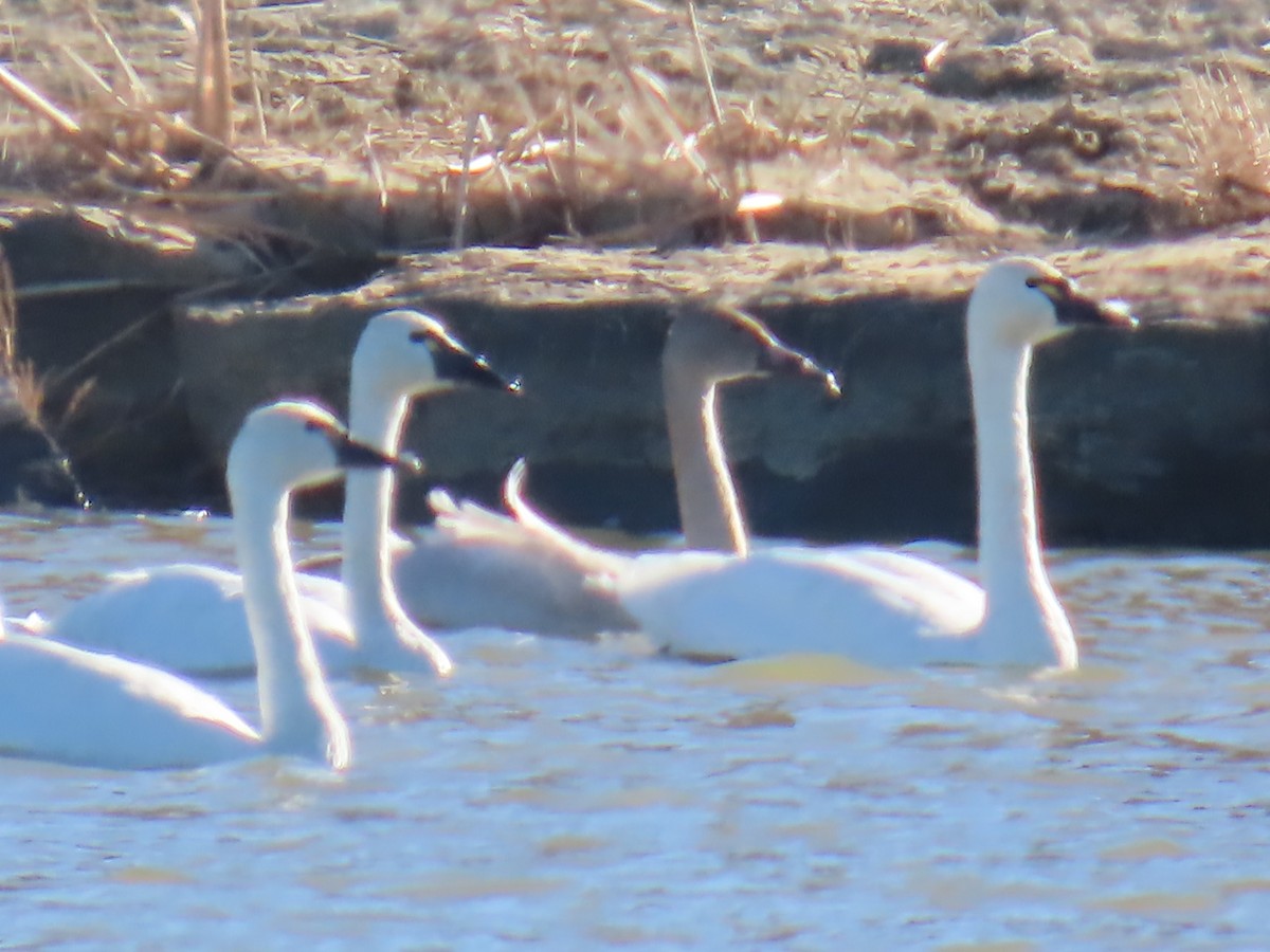 Tundra Swan - ML645362775