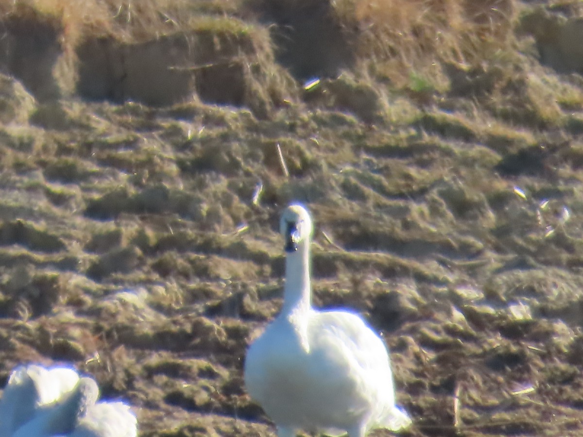 Tundra Swan - ML645362776