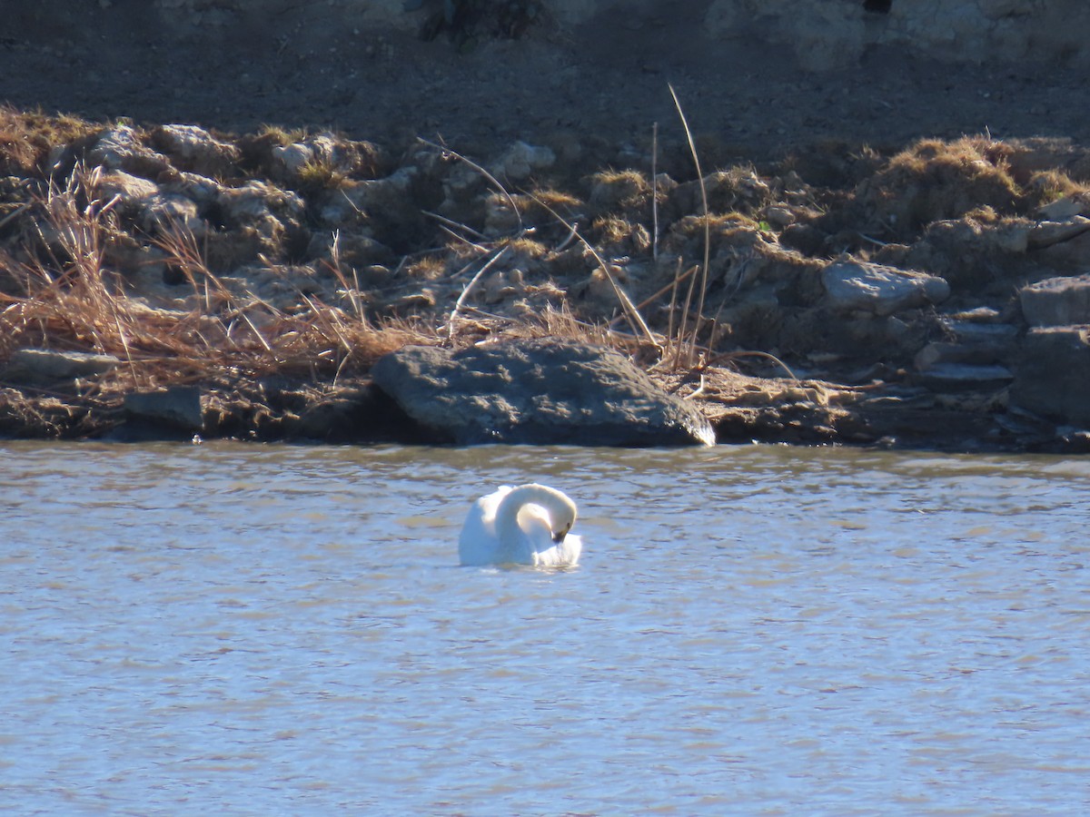 Tundra Swan - ML645362777