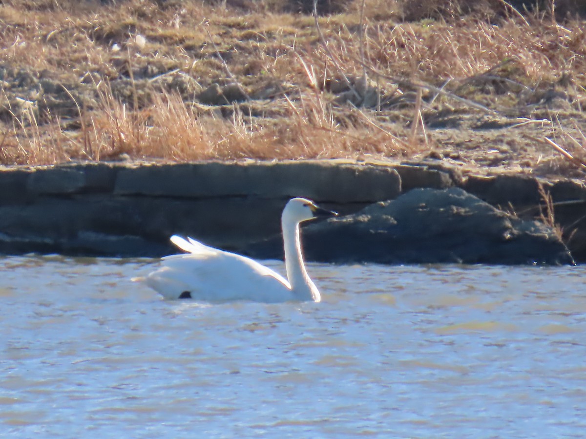 Tundra Swan - ML645362778