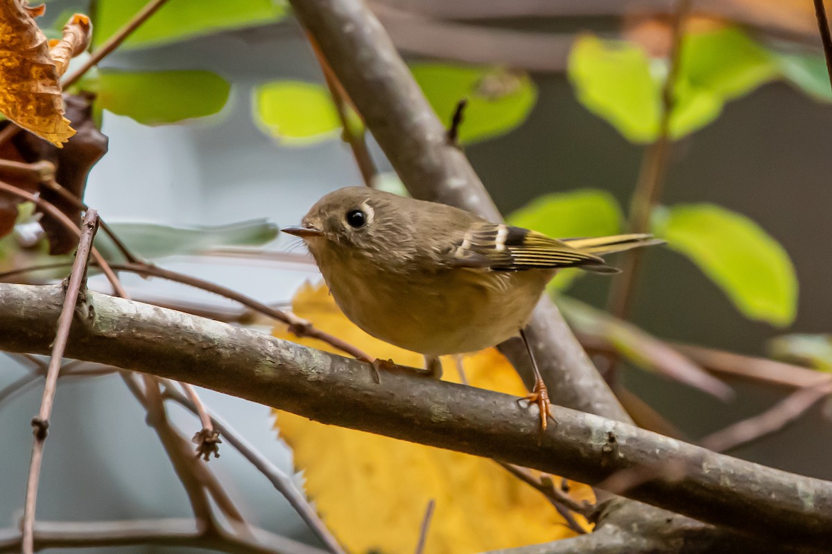 Золотомушка рубіновочуба - ML645362783