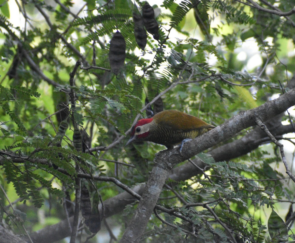Golden-olive Woodpecker - ML645362788