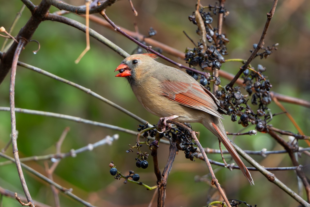 Northern Cardinal - ML645362791