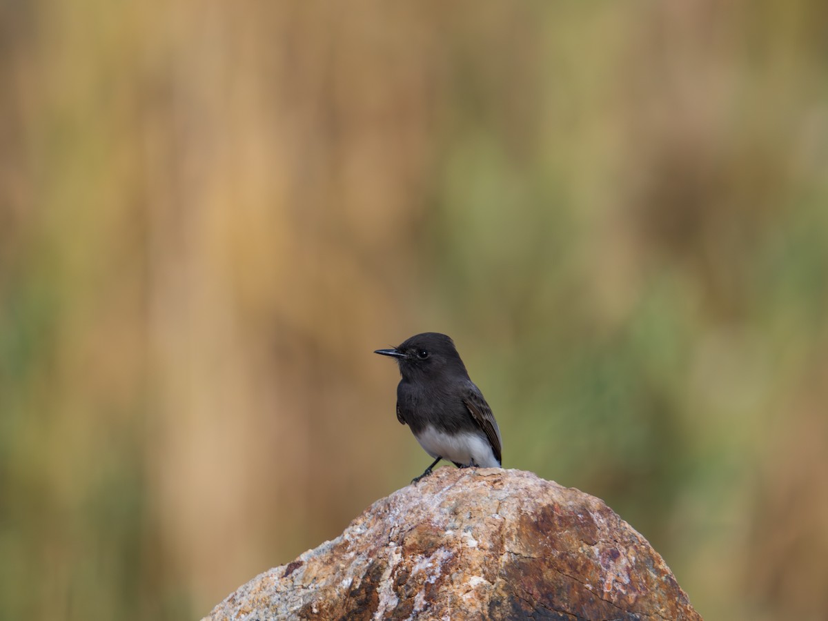 Black Phoebe - ML645362799
