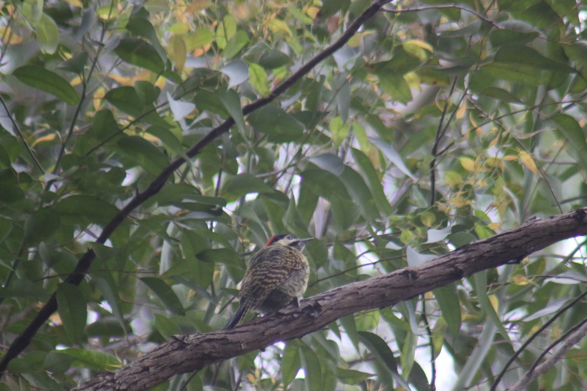 Grünbindenspecht - ML645362802