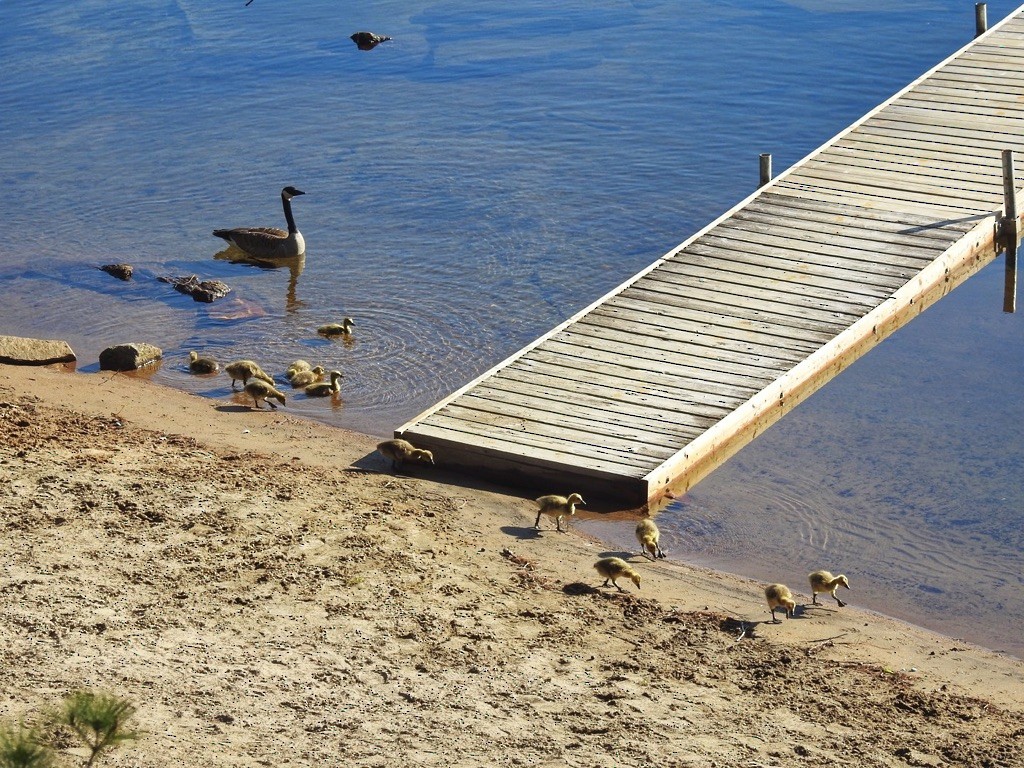 Canada Goose - ML645362805