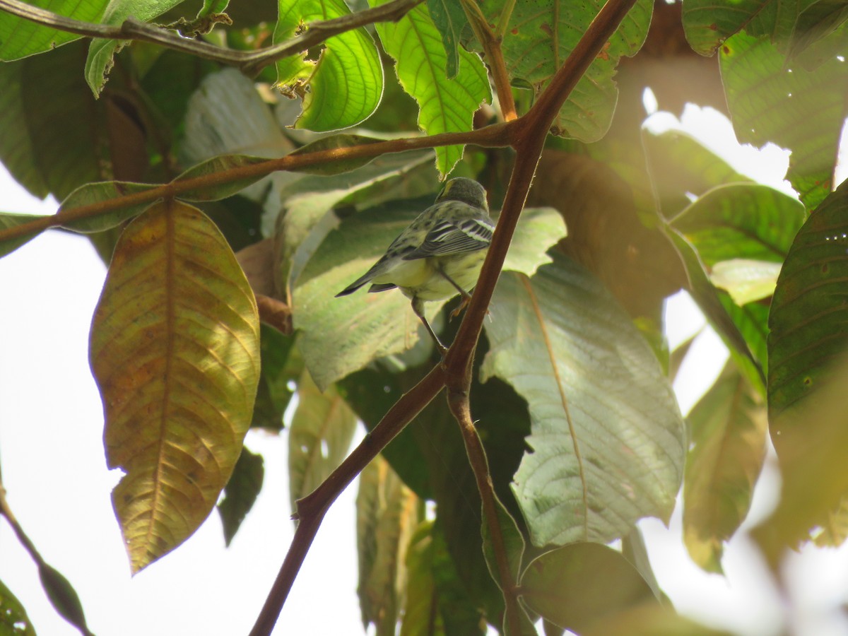 lesňáček jedlovcový - ML645362817