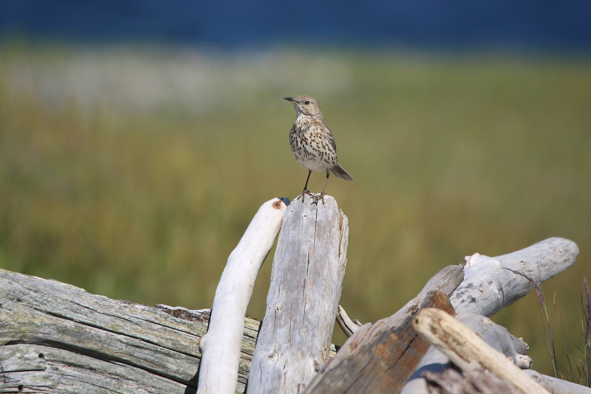 Sage Thrasher - ML645362818