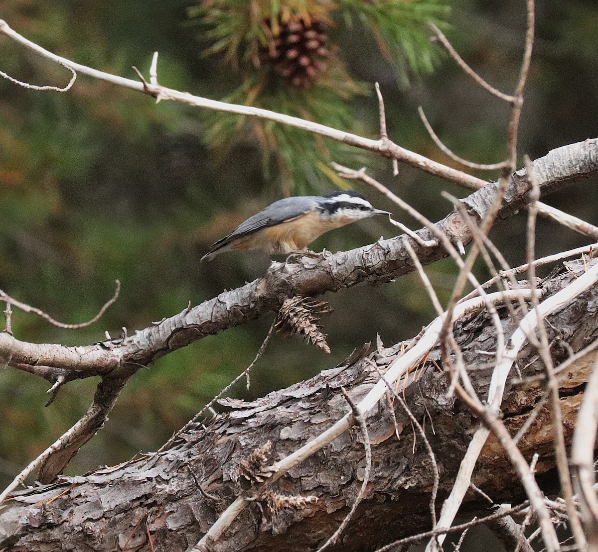 Red-breasted Nuthatch - ML645362820