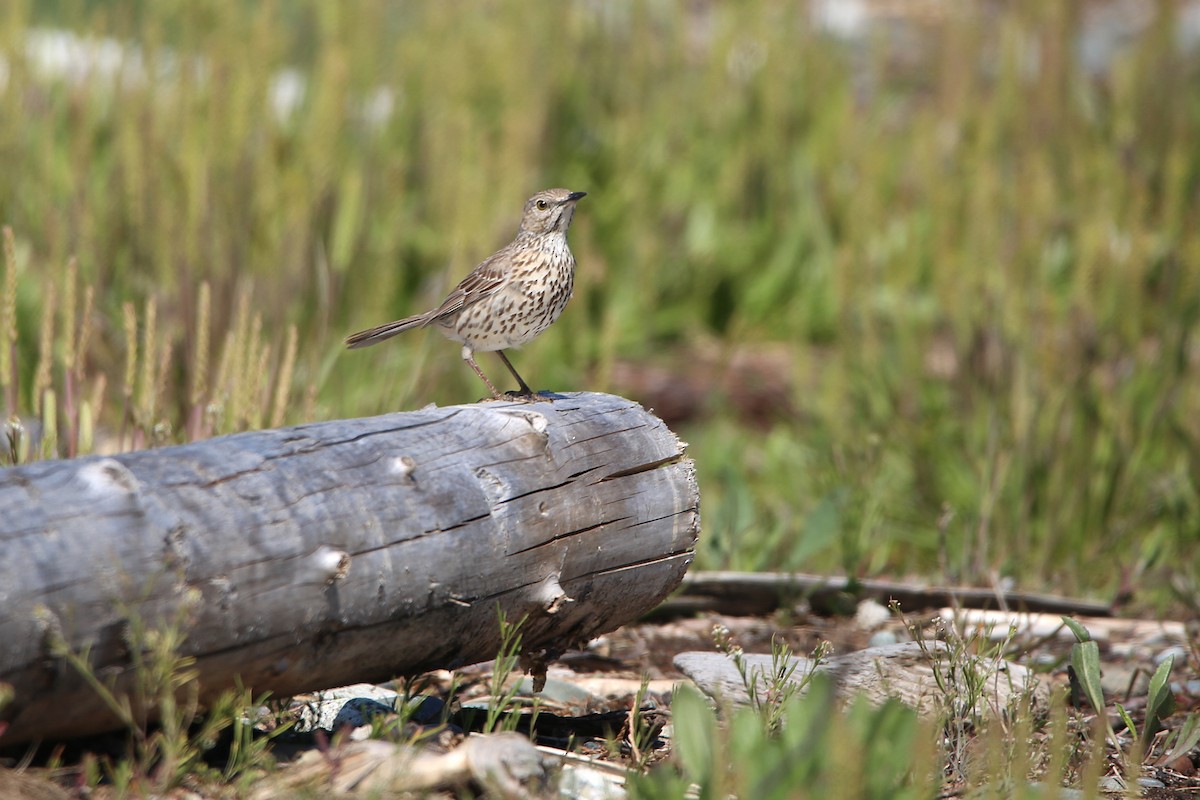 Sage Thrasher - ML645362821