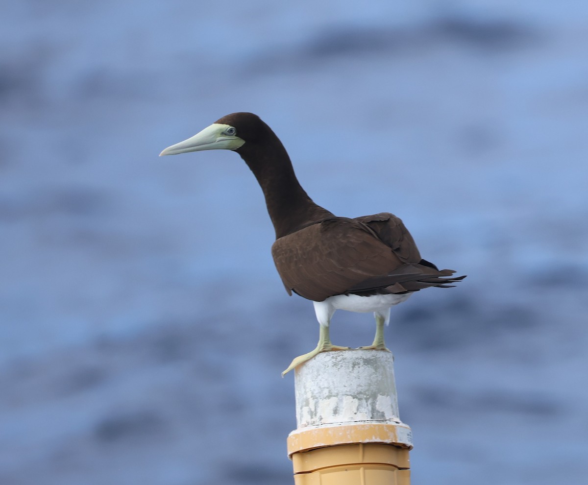 Brown Booby - ML645362824