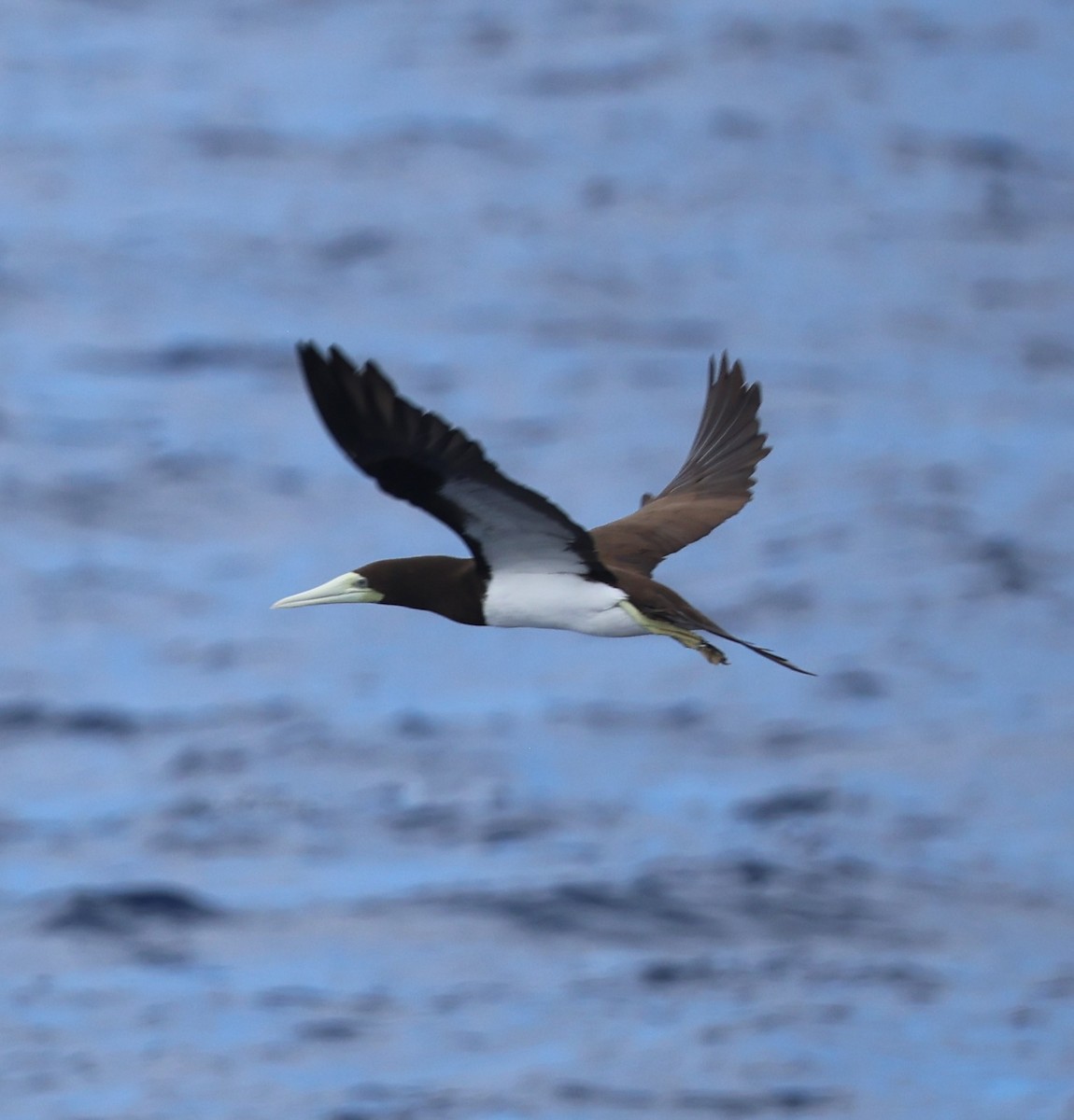 Brown Booby - ML645362825