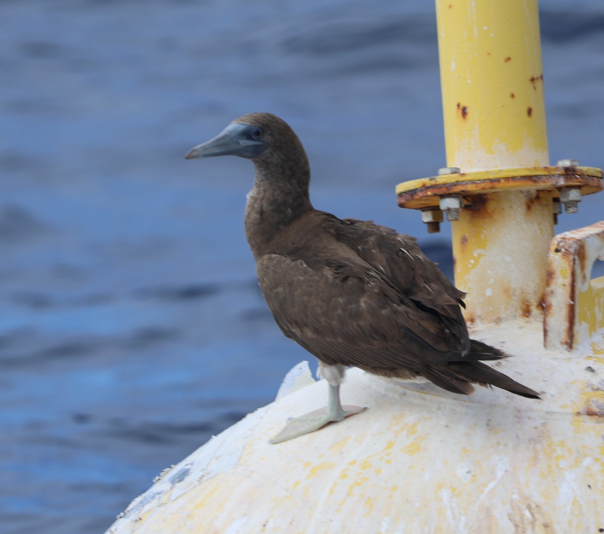 Brown Booby - ML645362826
