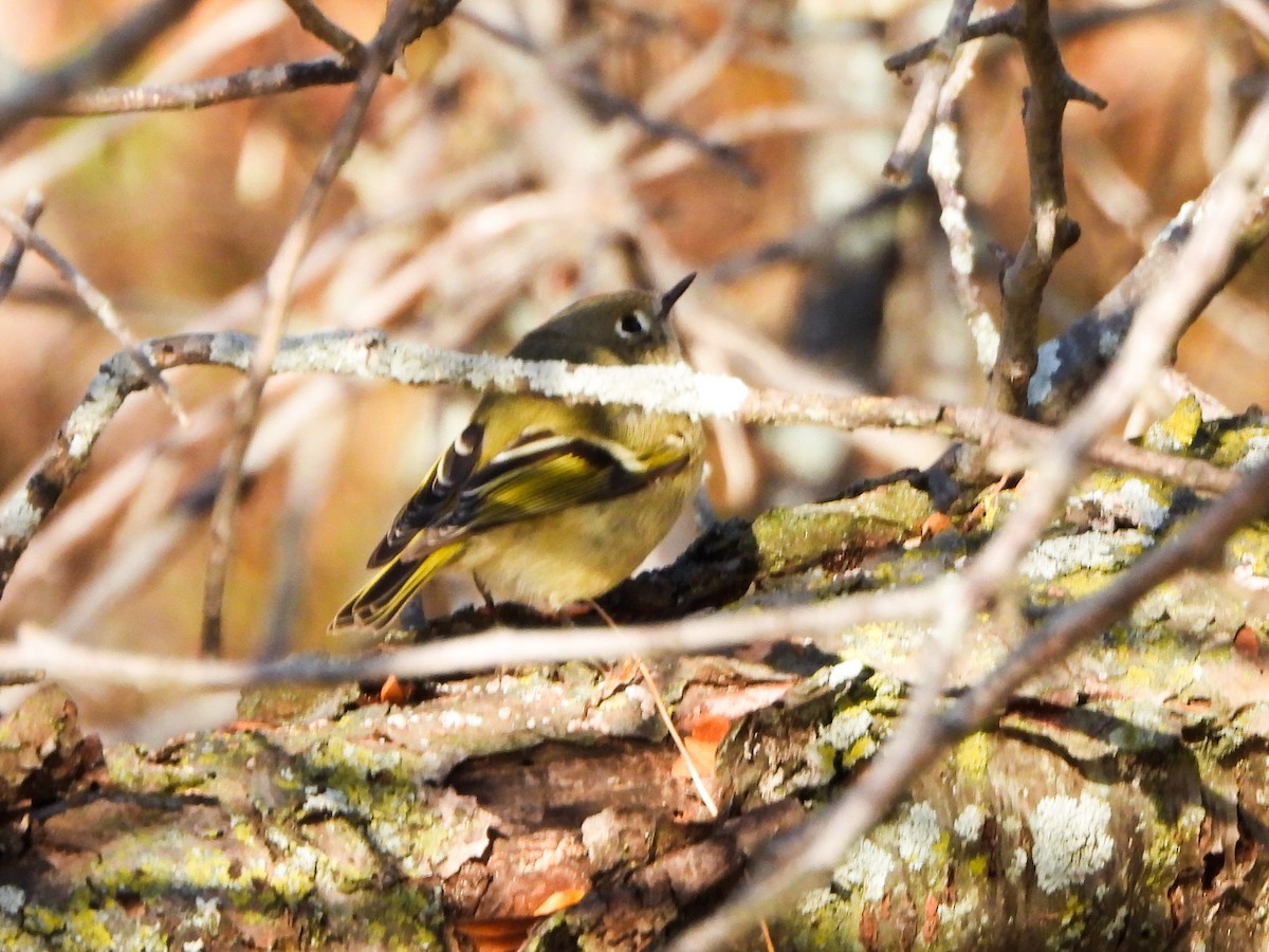 Золотомушка рубіновочуба - ML645362827