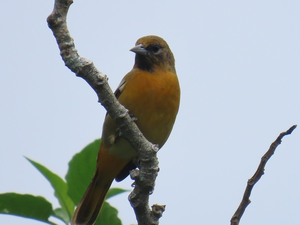 Балтиморский трупиал - ML645362828