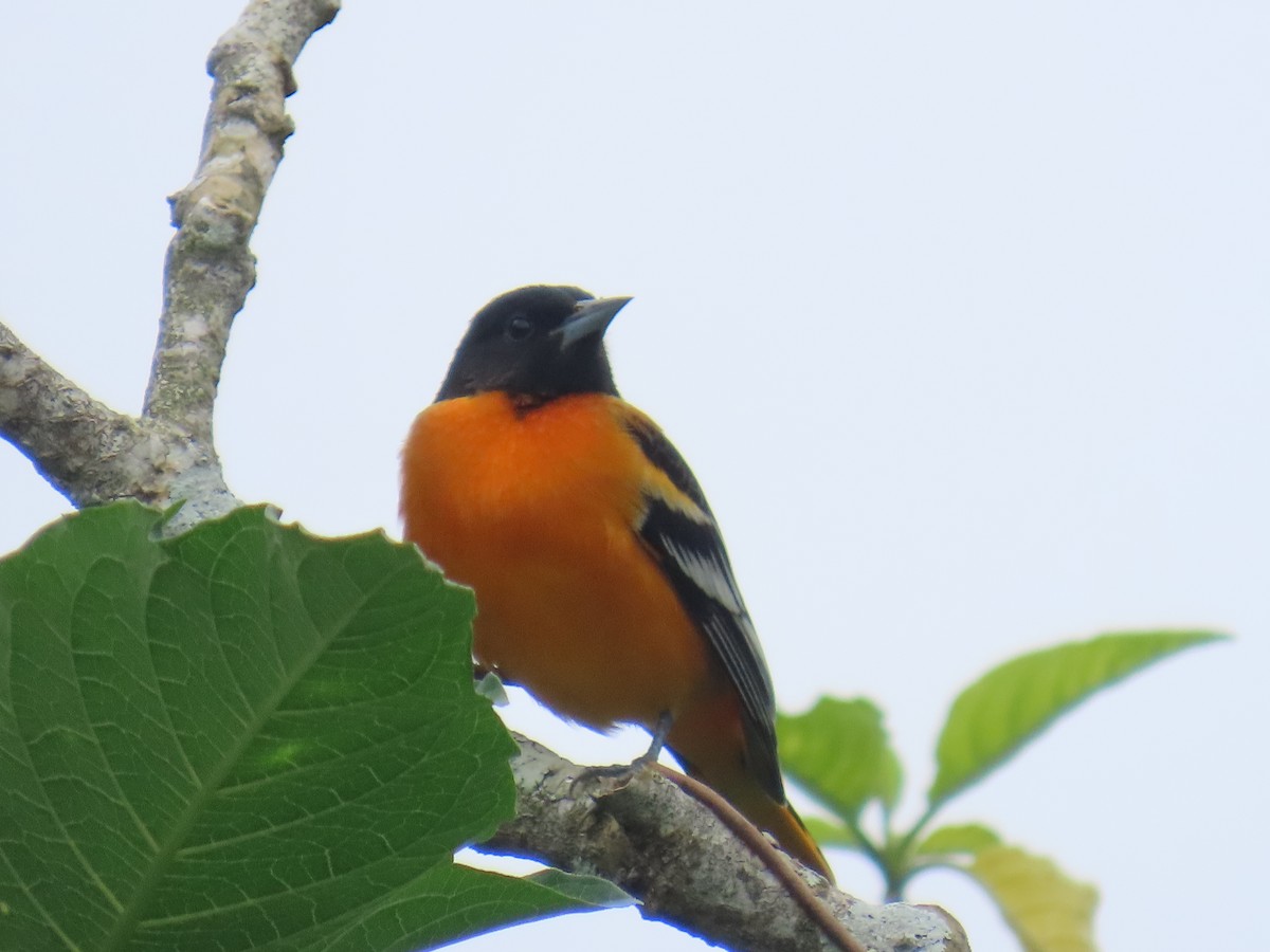 Балтиморский трупиал - ML645362829