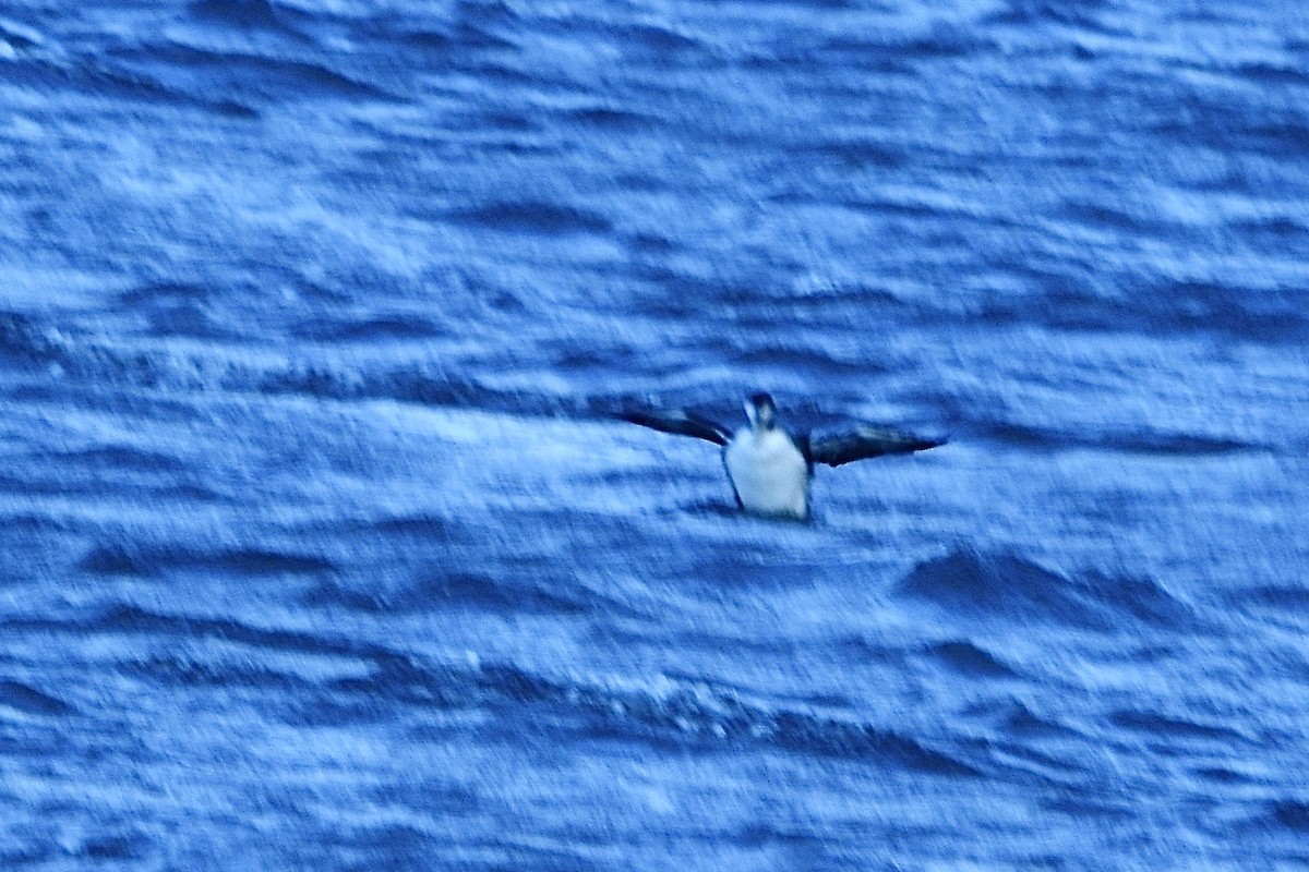Pacific Loon - ML645362831