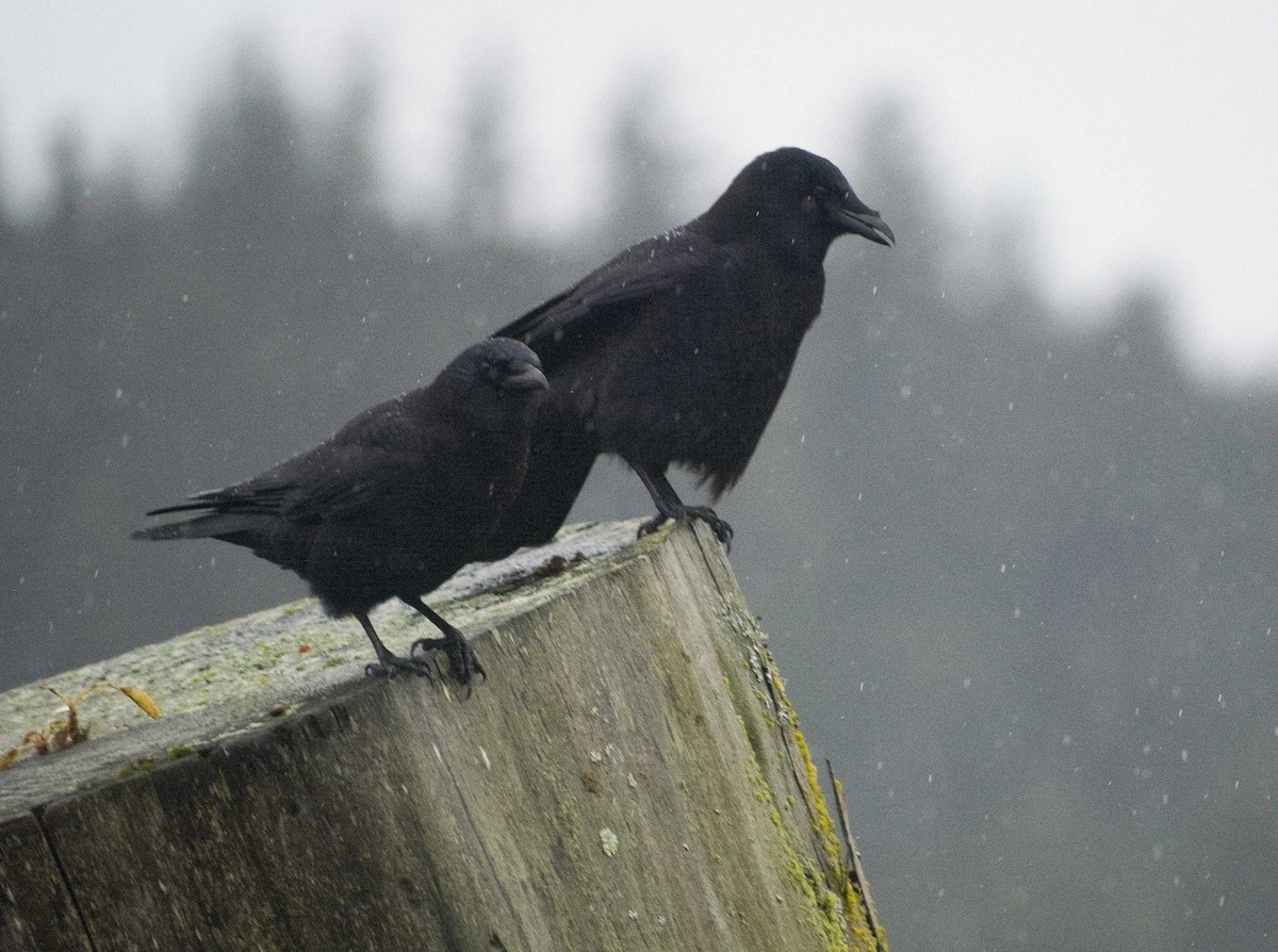 Cuervo Americano - ML645362860