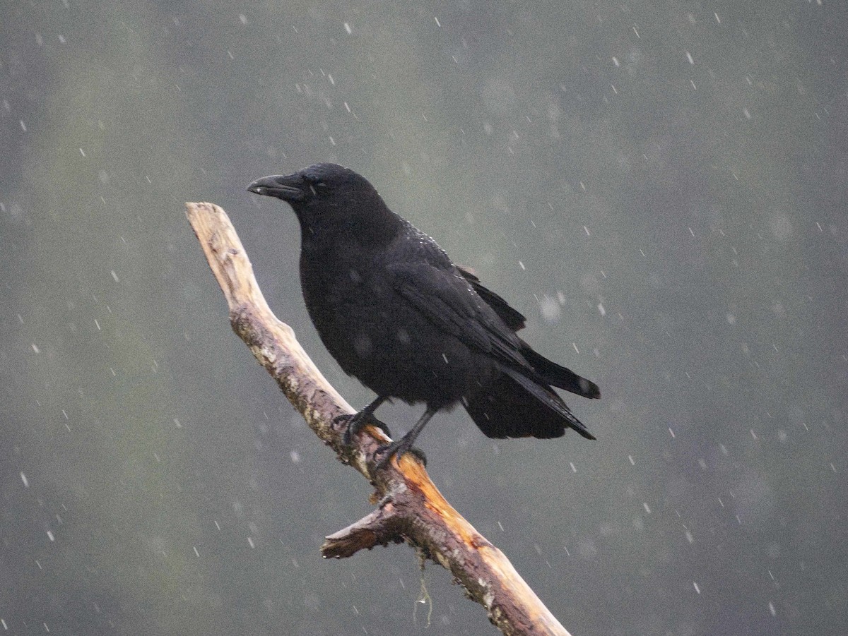 Cuervo Americano - ML645362861