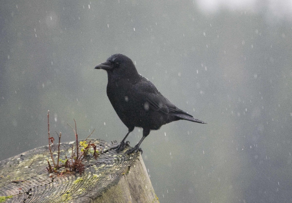 Cuervo Americano - ML645362862