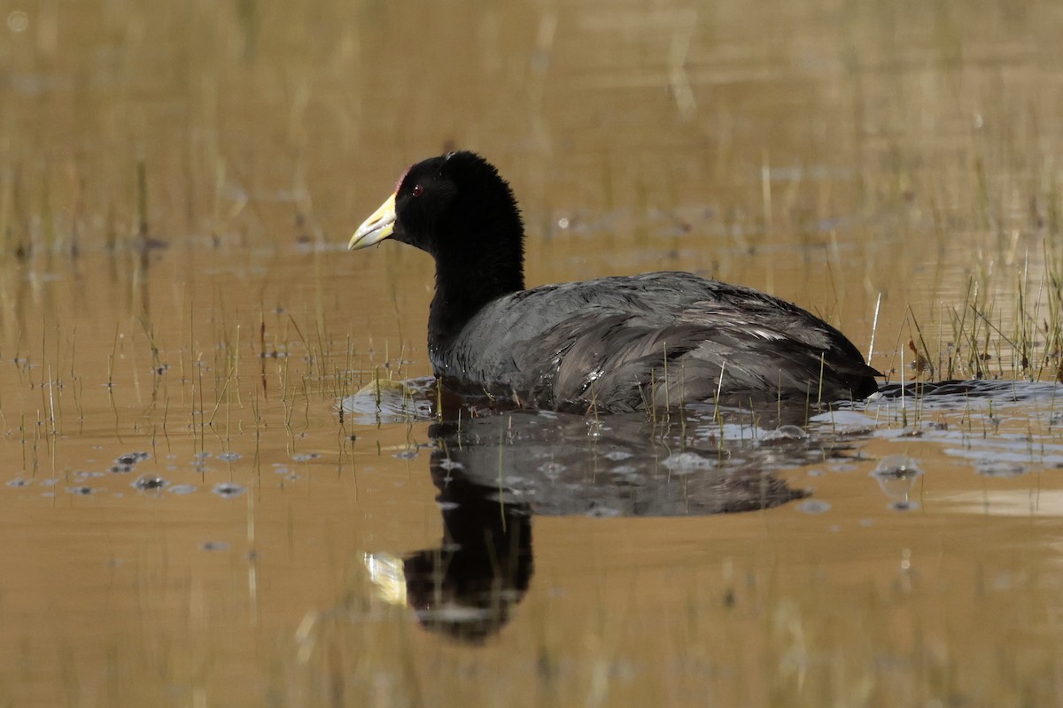 Slate-colored Coot - ML645362880