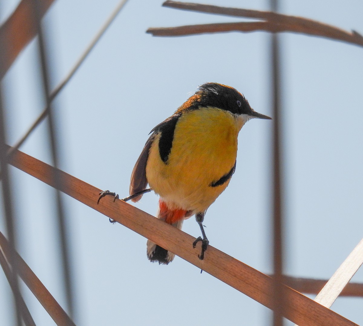 Many-colored Rush Tyrant - ML645362885