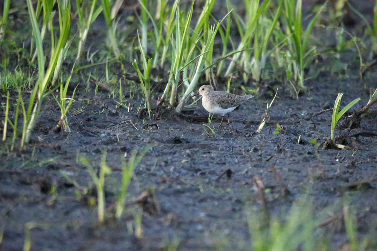 丹氏濱鷸 - ML645362891