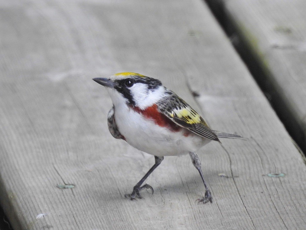 lesňáček rezavoboký - ML645362894