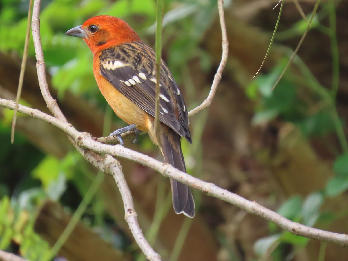 Flame-colored Tanager - ML645362895