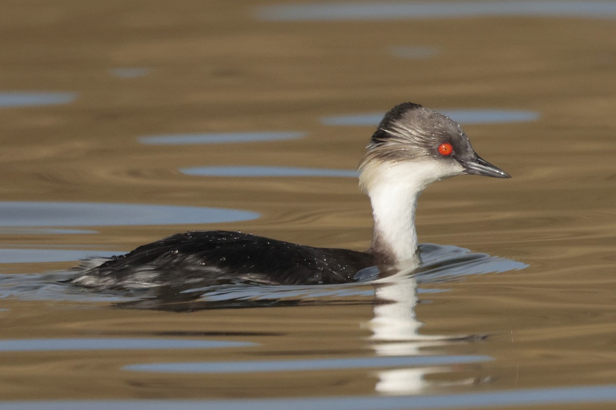 potápka stříbřitá - ML645362896