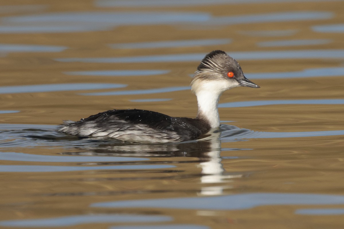 potápka stříbřitá - ML645362897
