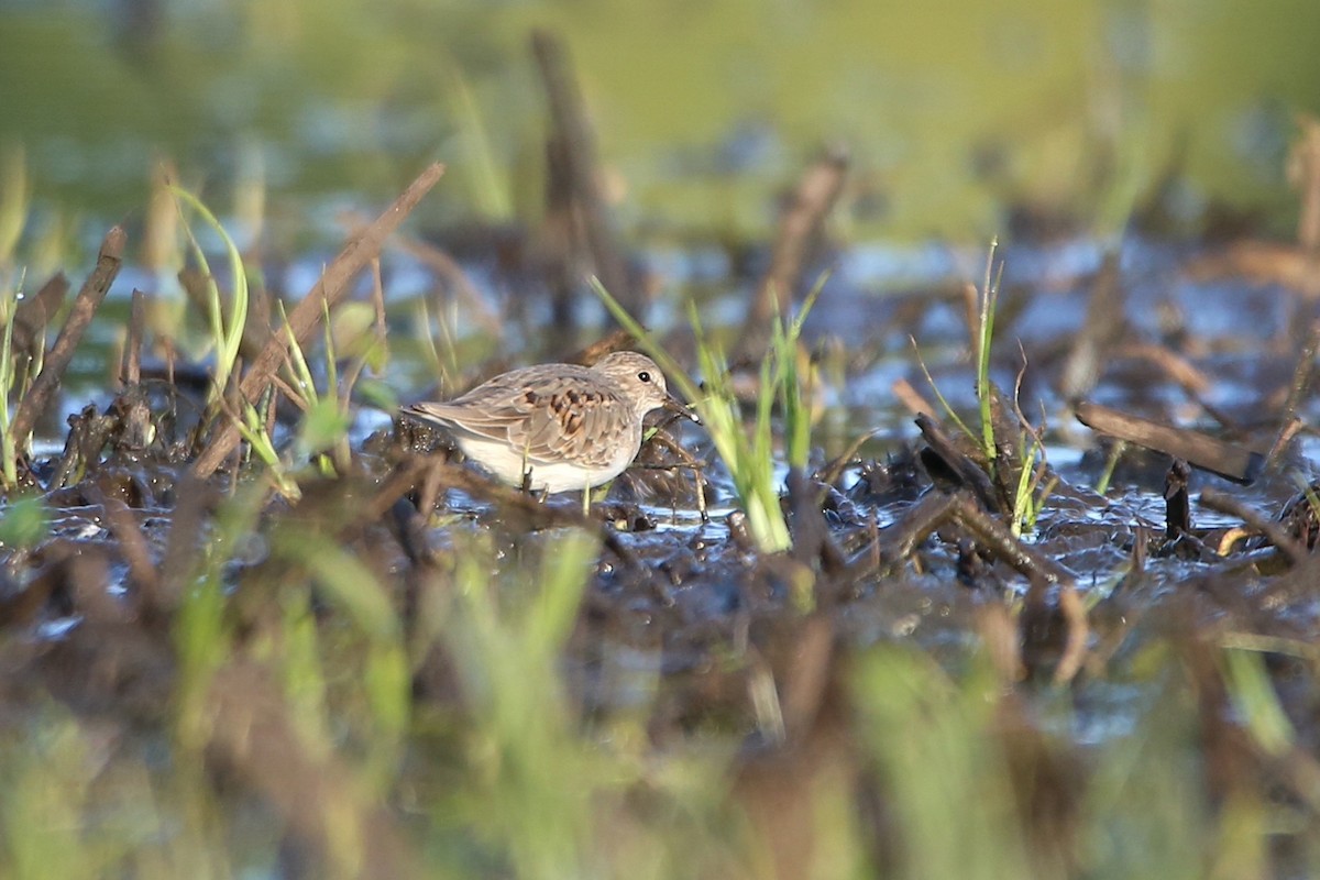 丹氏濱鷸 - ML645362930