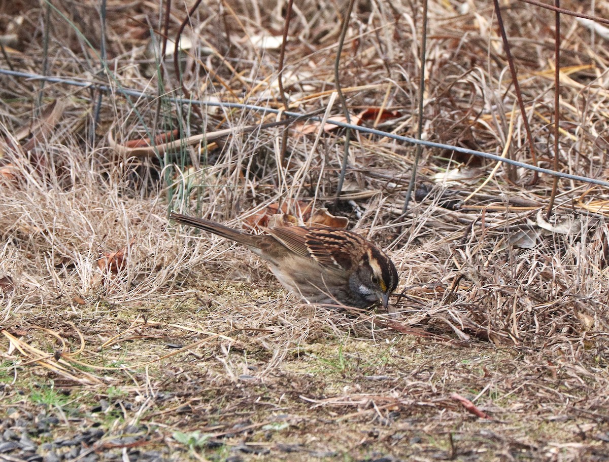 Белогорлая зонотрихия - ML645362936