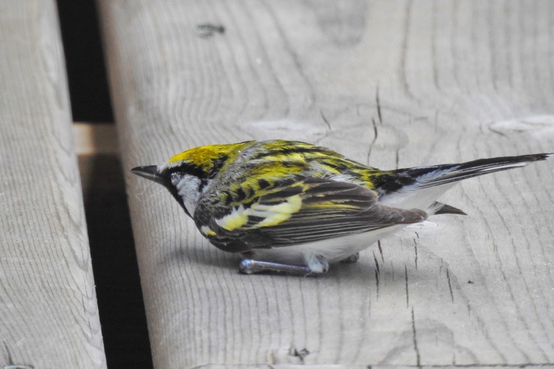 lesňáček rezavoboký - ML645362941