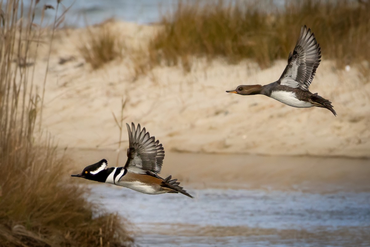 Hooded Merganser - ML645362960