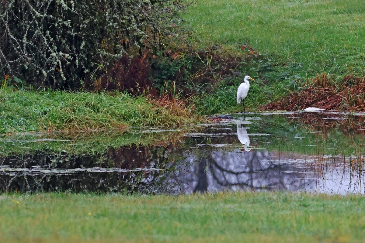 volavka bílá - ML645362976