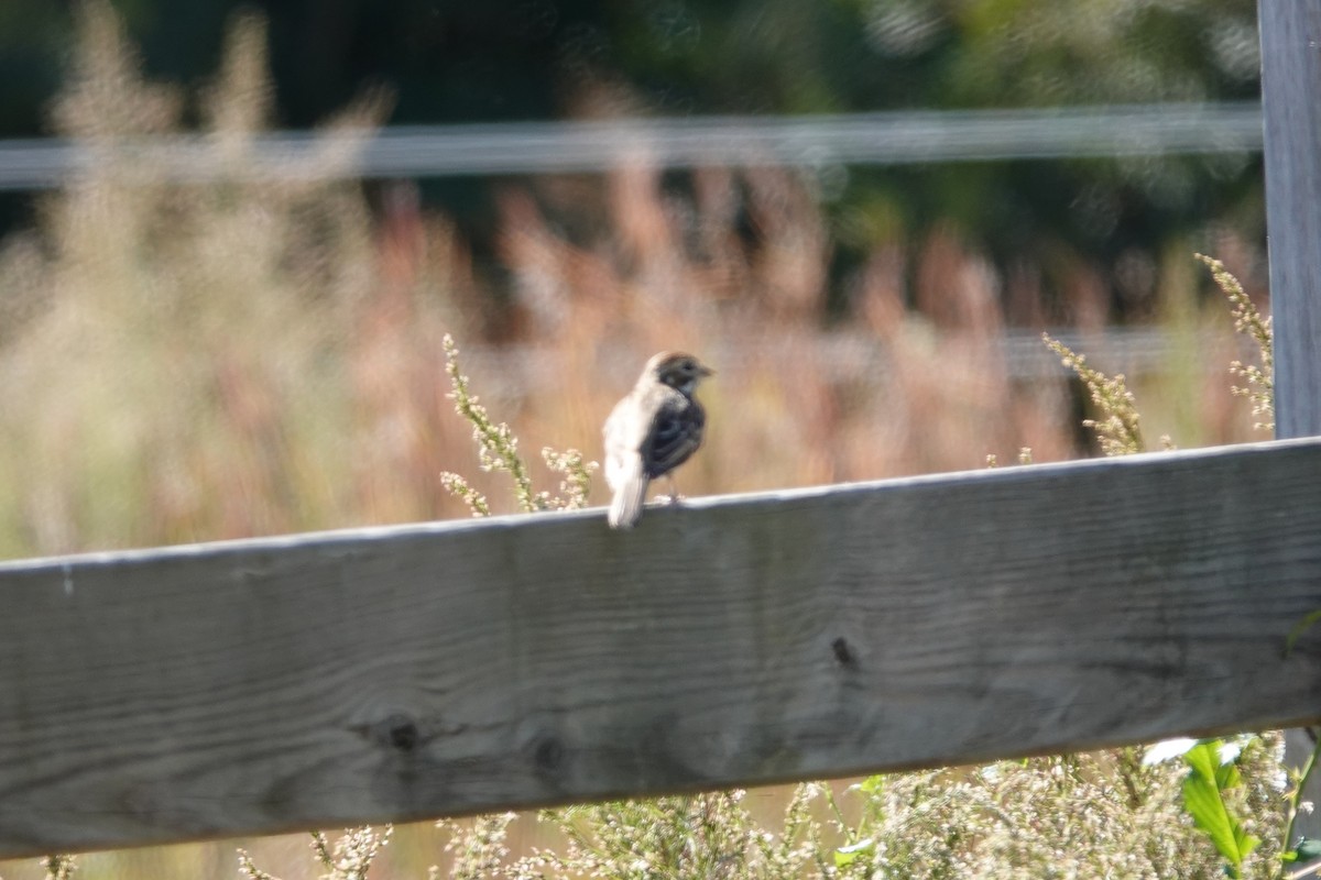 Lark Sparrow - ML645362978