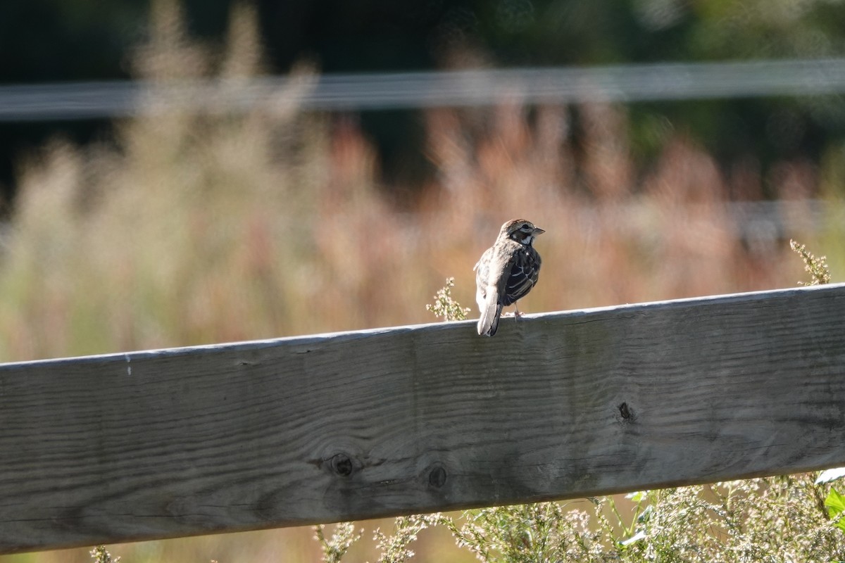 Lark Sparrow - ML645362979