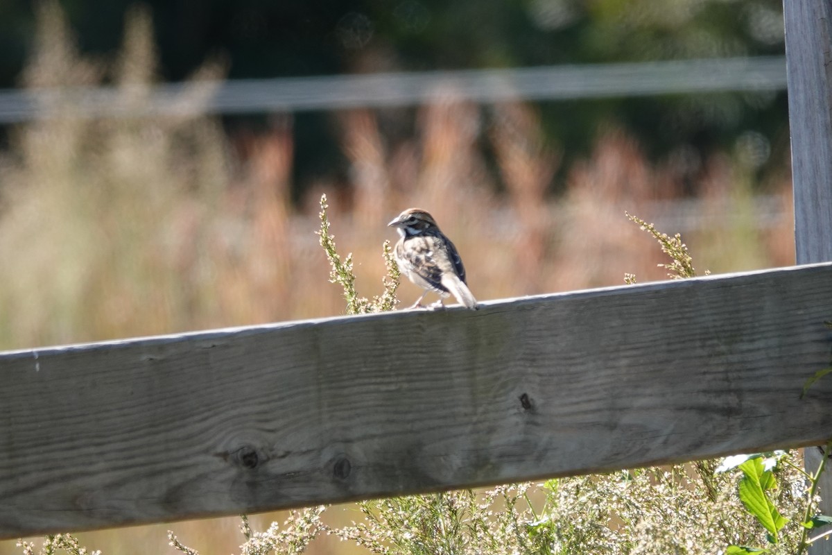 Lark Sparrow - ML645362980