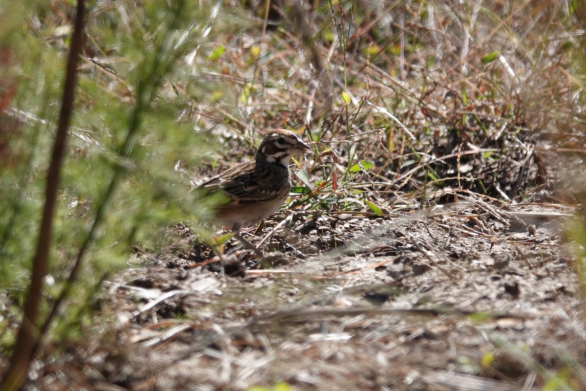 Lark Sparrow - ML645362981