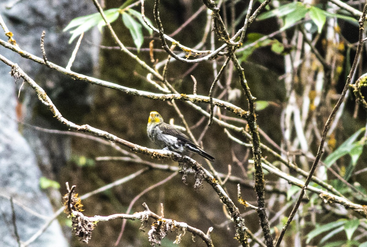 Yellow-rumped Honeyguide - ML645362982
