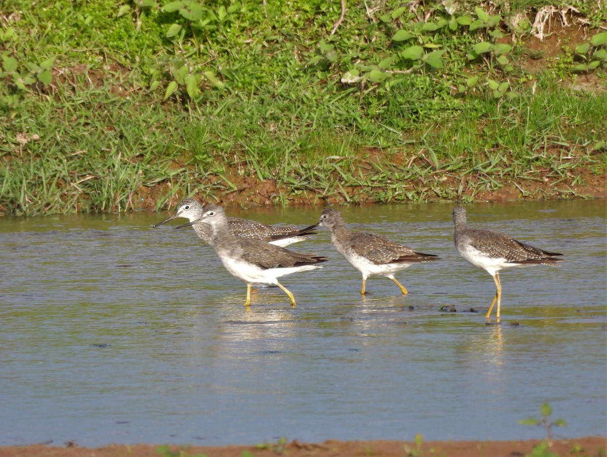 Greater Yellowlegs - ML645362984
