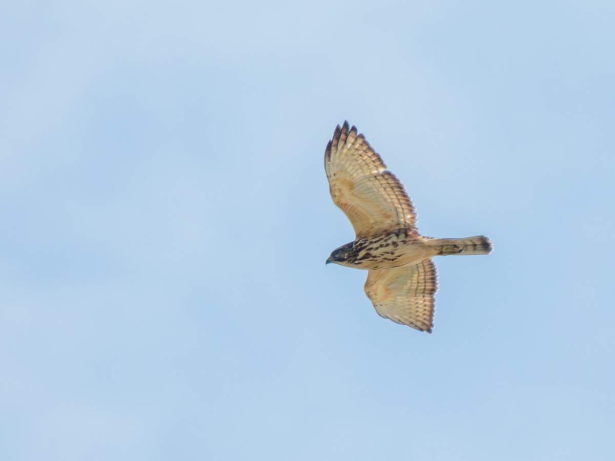 káně širokokřídlá - ML645363002