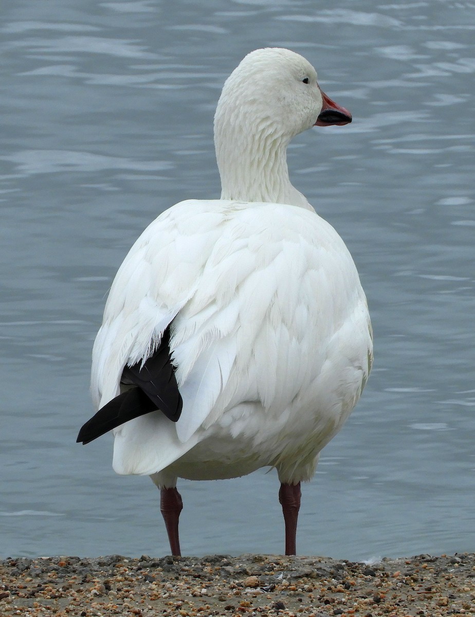 Snow Goose - ML645363003