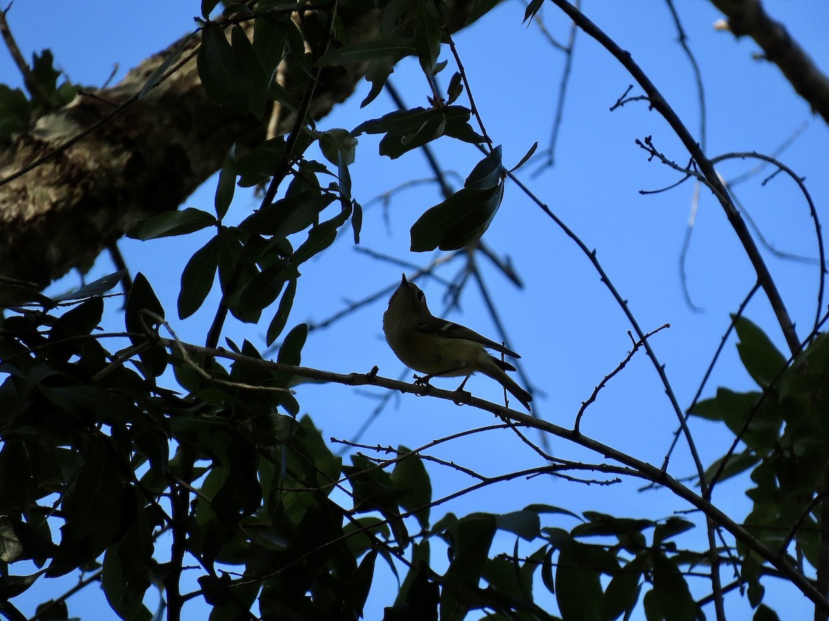 Золотомушка рубіновочуба - ML645363004