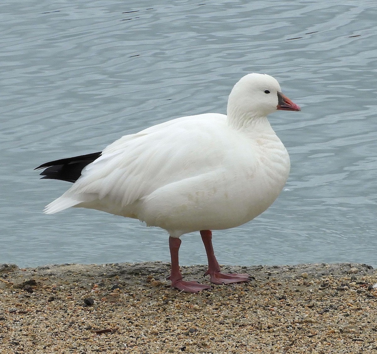 Ross's Goose - ML645363005