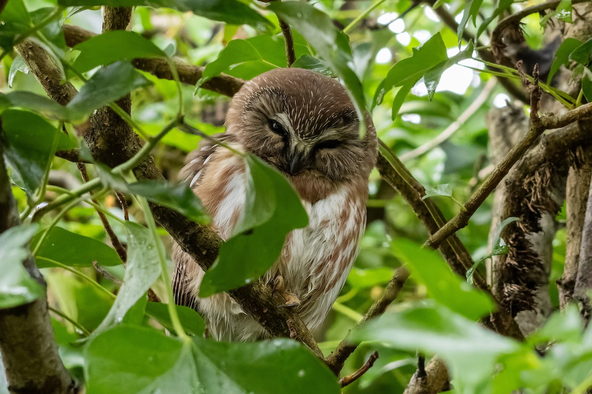 Northern Saw-whet Owl - ML645363008