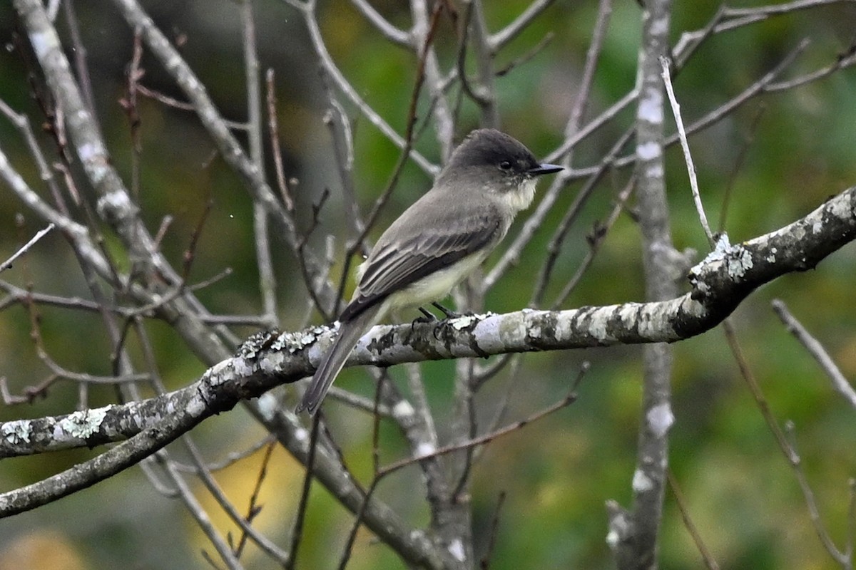 Eastern Phoebe - ML645363009