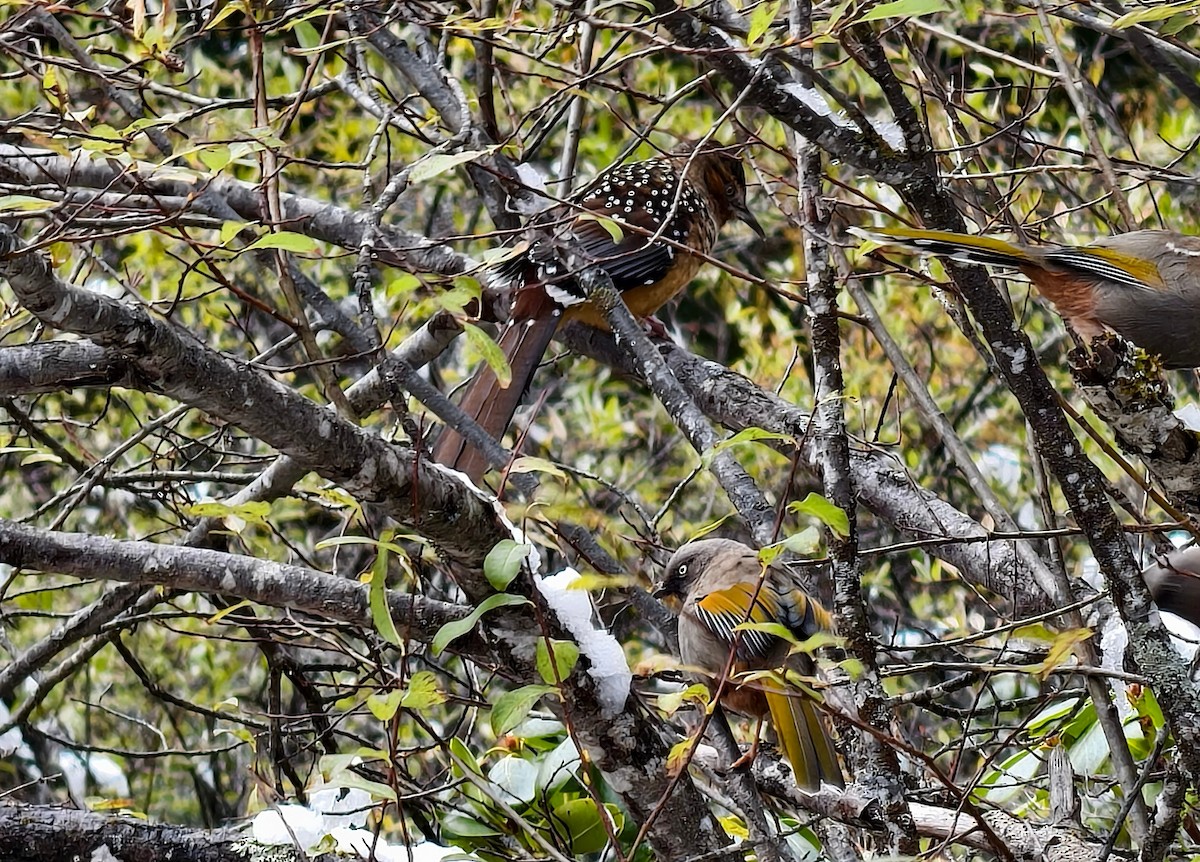 Giant Laughingthrush - ML645363022